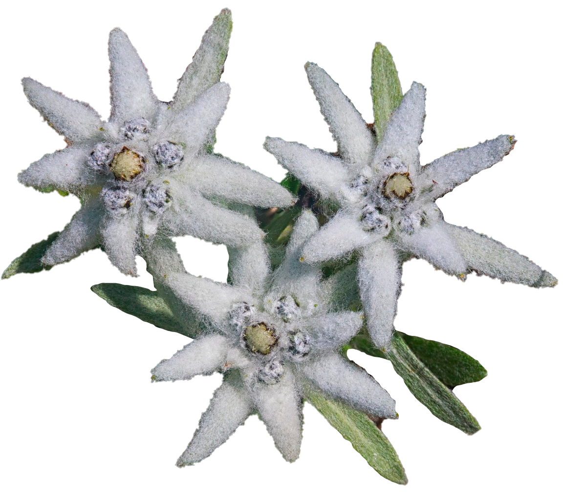 edelweiss